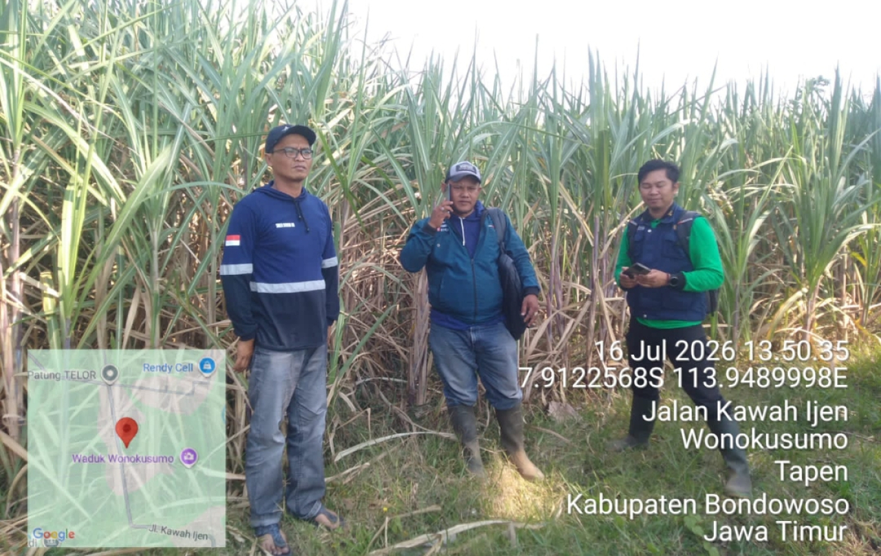 Distribusi benih tebu di sejumlah daerah di Jatim. (Istimewa)