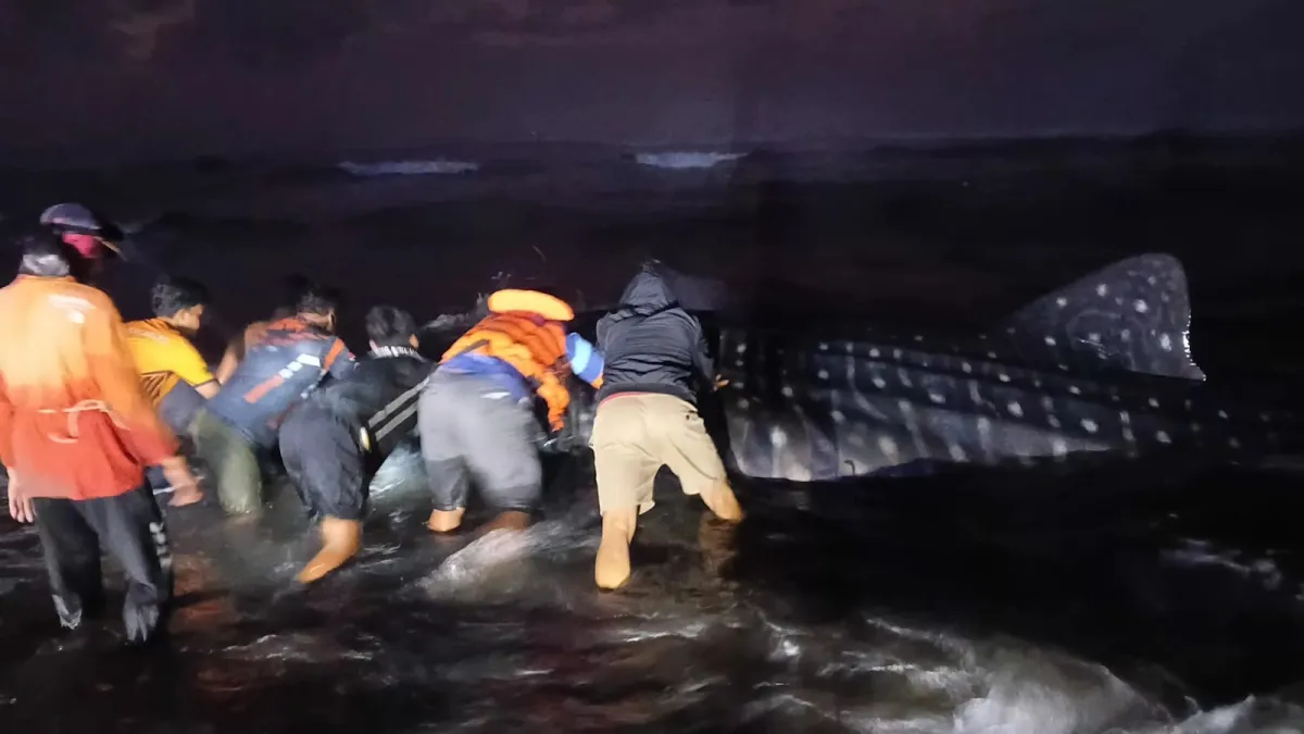 Hiu Tutul Terdampar di Pantai Parangkusumo Bantul Akhir Mati