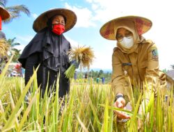 Pastikan Stok Pangan Aman, Ini Langkah Banyuwangi Antisipasi Dampak El Nino