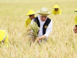 Panen Raya Padi di Tuban, Khofifah: Jatim Jadi Produsen Padi Tertinggi Nasional 