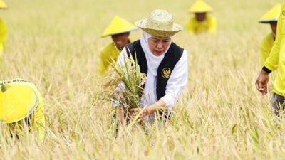 Panen Raya Padi di Tuban, Khofifah: Jatim Jadi Produsen Padi Tertinggi Nasional 