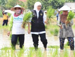 Tanam Padi Inpari 32 dan Kembangkan Pupuk Organik, Khofifah: Jadi Best Practice dan Referensi Terbaik dari Tuban