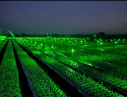Terapkan Light Trap, Cara Ampuh Petani Banyuwangi Tangkal Hama dan Tingkatkan Produksi Bawang