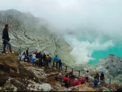 Gula Semut Organik Gunung Ijen Banyuwangi Laris Kalangan Menengah ke Atas