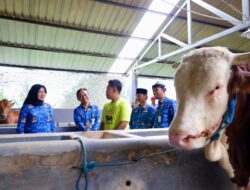 Tips Seorang Pemuda di Banyuwangi Sukses Ternak Sapi Beromset Rp5 Miliar