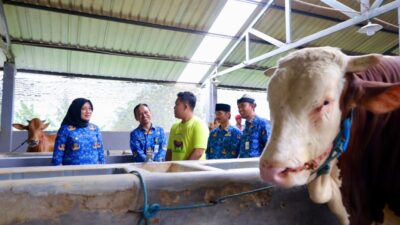 Tips Seorang Pemuda di Banyuwangi Sukses Ternak Sapi Beromset Rp5 Miliar