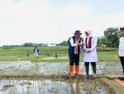 Banyuwangi Terapkan Pemupukan Berbasis IoT Atasi Kelangkaan Pupuk Subsidi