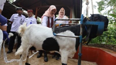 Pemuda Banyuwangi Sukses Berdayakan Warga Jadi Peternak Kambing Perah