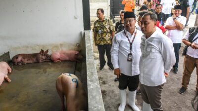 Kandang Babi di Kawasan Ampel Surabaya Resmi Dipindah ke Banjarsugihan