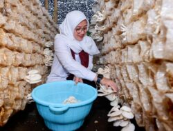 Warga Kampung Jamur di Banyuwangi Mampu Produksi 15 Ton Jamur Sebulan
