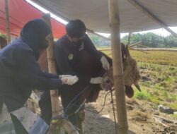 Awas! Tiga Sapi Kurban di Sidoarjo Terjangkit PMK