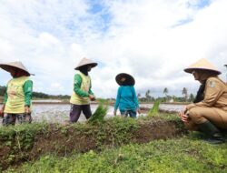 Cerita Petani Banyuwangi Sukses Terapkan Pertanian Terpadu