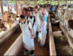 18 Ribu Sapi Terpapar PMK di Jatim dan 980 Mati