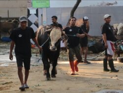 Pasar Hewan Ternak di Tiga Daerah di Jatim Ditutup Sementara Dampak Wabah PMK