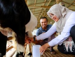 Cerita Mantan TKI Banyuwangi Sukses Usaha Susu Kambing Perah