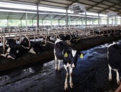Modernisasi Peternakan Banyuwangi Hasilkan 32 Ton Susu Segar Per Hari