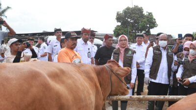 33 Ribu Sapi di Banyuwangi Divaksin Untuk Cegah Wabah PMK