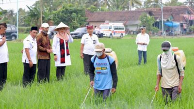 Banyuwangi Target Produksi 800 Ribu Ton Beras Untuk Dukung Swasembada Pangan Nasional
