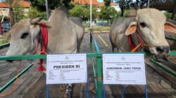 Sapi Kurban Presiden Prabowo Hingga Gubernur Khofifah: Unggulan Peranakan Jenis Ongole