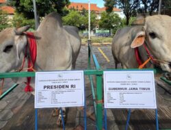 Sapi Kurban Presiden Prabowo Hingga Gubernur Khofifah: Unggulan Peranakan Jenis Ongole