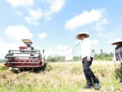 Banyuwangi Siap Jadi Lumbung Pangan: Produksi Padi Naik 8 Ton per Hektare