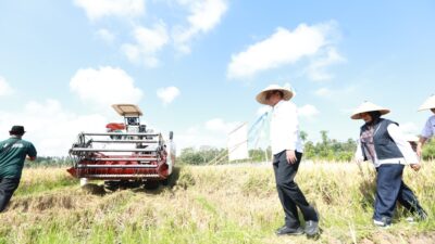 Banyuwangi Siap Jadi Lumbung Pangan: Produksi Padi Naik 8 Ton per Hektare